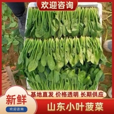 山东小叶菠菜，市场，电商，加工厂货大量供应。