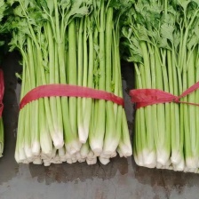 芹菜 精品水芹 基地一手货源 对接电商市场商超