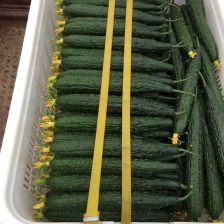 小乳瓜 水果黄瓜，小黄瓜全国各地供应发货诚信合作质量可靠