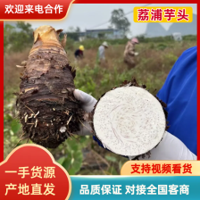 精品人头芋头（市场、工厂）对接全国客户 欢迎来电