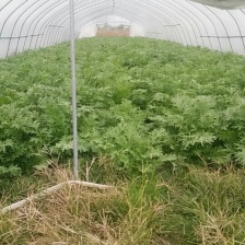 雪里红，货好、货多，需要的直接电话联系