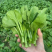 甜菜心  广东菜心 油菜苔 产地看货论价  保质保量
