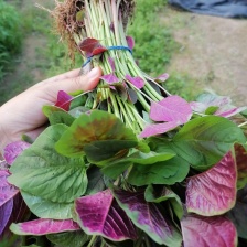 自产自销基地种植大面积苋菜、量大从优