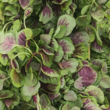 自产自销基地种植大面积苋菜、量大从优