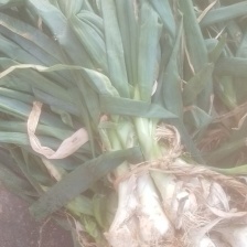 鸡腿<font color=red>大葱</font>大量上市 产地直发，品质保证