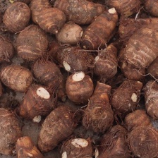 山东毛芋头 ，大球中球小球，全年有货，质量保证价格实惠