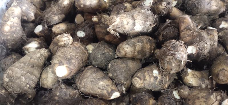 山东毛芋头 ，大球中球小球，全年有货，质量保证价格实惠