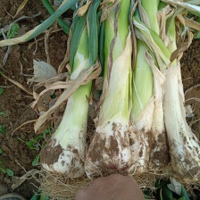 无极百亩鸡腿<font color=red>大葱</font>大量上市，产地直发，