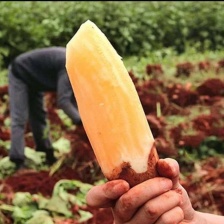 一件代发货现挖云南高山雪莲果神奇地下水果口感微甜脆爽多汁