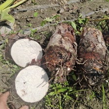 山东8520芋头有货销售，电商，团购批发**，代发全国