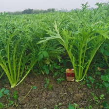 雪里红，货源充足，大量供应。