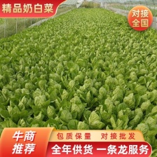 广东黑叶白大量上市常年供应基地直发大量批发