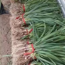 【精品】江苏丰县红根蒜苗  诚信代办 量大质优 欢迎致电