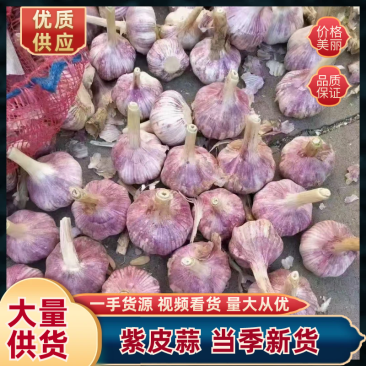 紫皮蒜 大蒜 产地一手货源 规格齐全 价格优惠 来电咨询