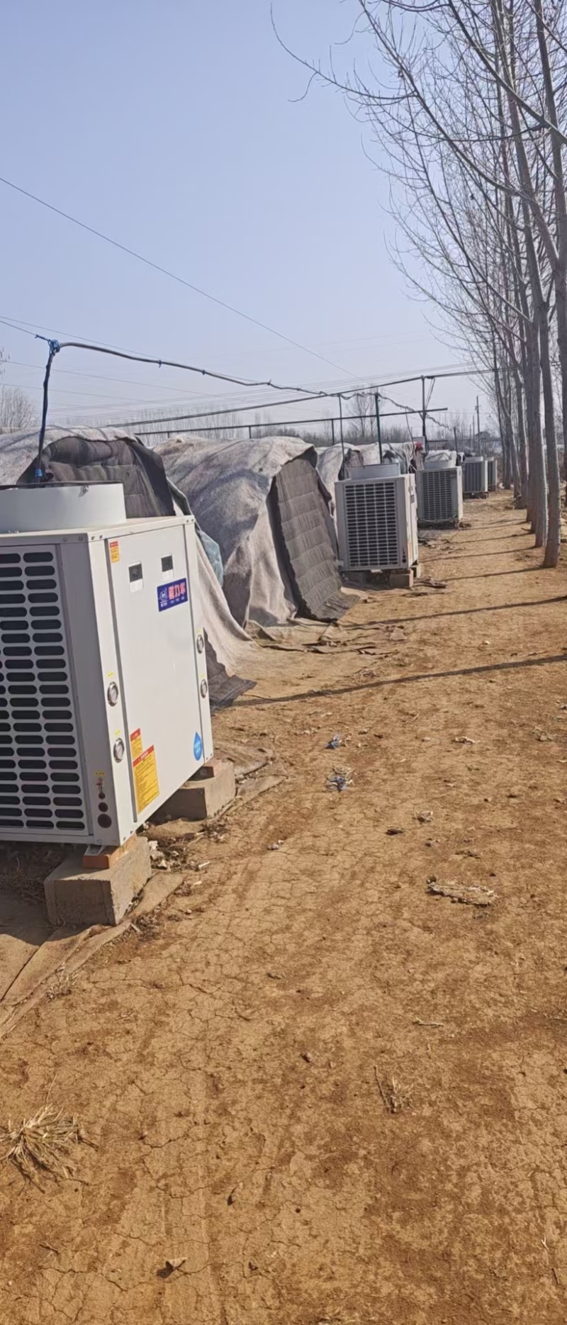 甄选山东莱芜蒜黄水北蒜黄优质蒜黄欢迎新老客户选购