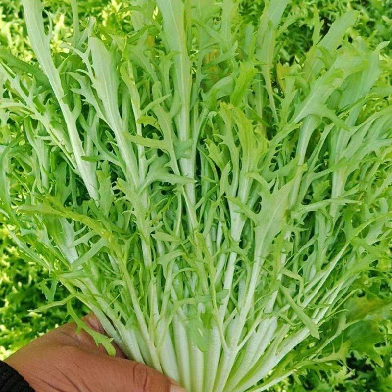 精品苦菊 沈阳苦菊 产地直供 对接电商 团购 批发商