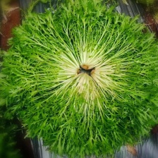 精品苦菊 沈阳苦菊 产地直供 对接电商 团购 批发商