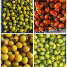 圣女果 15克以上