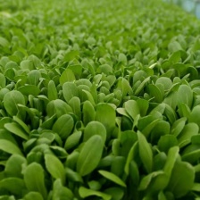 鸡毛菜-削根鸡毛菜-青梗鸡毛菜