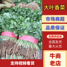 精品大叶<font color=red>香菜</font>发往全国市场电商平台欢迎