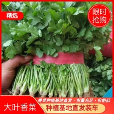 精品大叶香菜发往全国市场电商平台欢迎致电