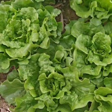 精品叶菜，精品生菜 意大利生菜 一手货源 视频看货 以质论价