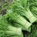 【好货推荐】精品茼蒿菜，产地直发，全国供货，欢迎前来采购