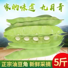 云南油豆角 大量上市.整车发货.一件代发电商货货源充足