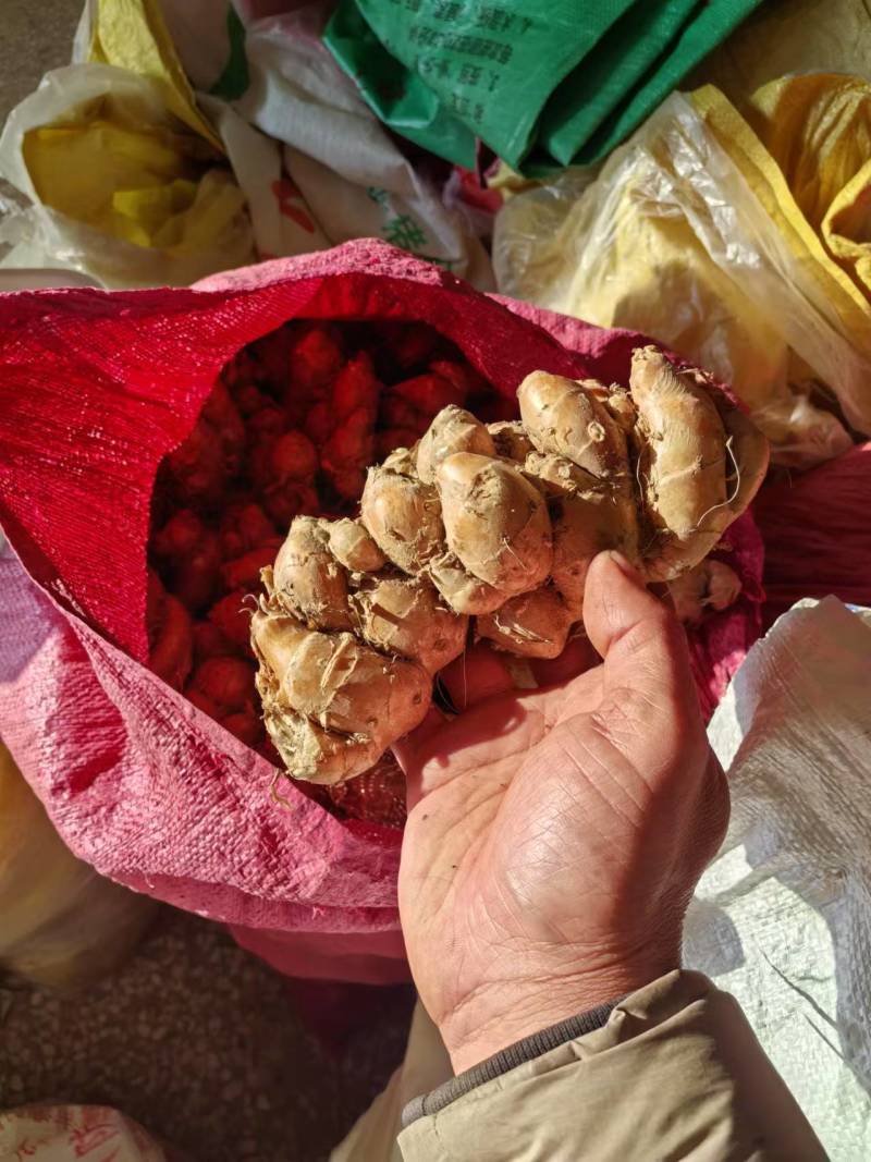 广东茂名沙姜大量供应，一手货源，现挖现发，品质保障