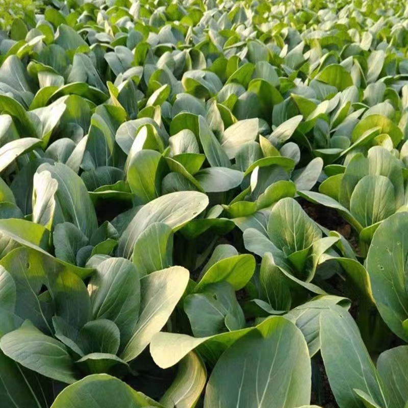 太和县上海青 油菜 一手货源 基地直发 货源充足 欢迎致电