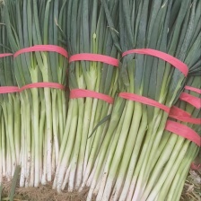 精品40五指小刚葱，粗细均匀，价格美丽，好货不等人，需要的老