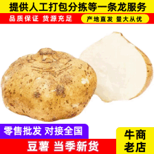 凉薯（地瓜）/豆薯，沙葛，脆口甘甜，当天采挖，新鲜！