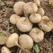 凉薯（地瓜）/豆薯，沙葛，脆口甘甜，当天采挖，新鲜！