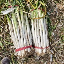 长白大葱