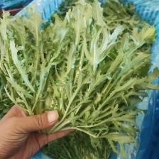 散叶生苦菊罗马生直立生紫叶生