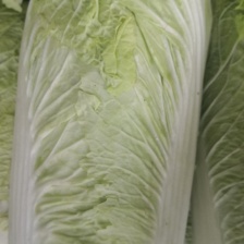 绿鑫田野蔬菜专业合作社