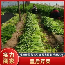 精品小西芹正在热卖中，本市场货多价美 欢迎采购