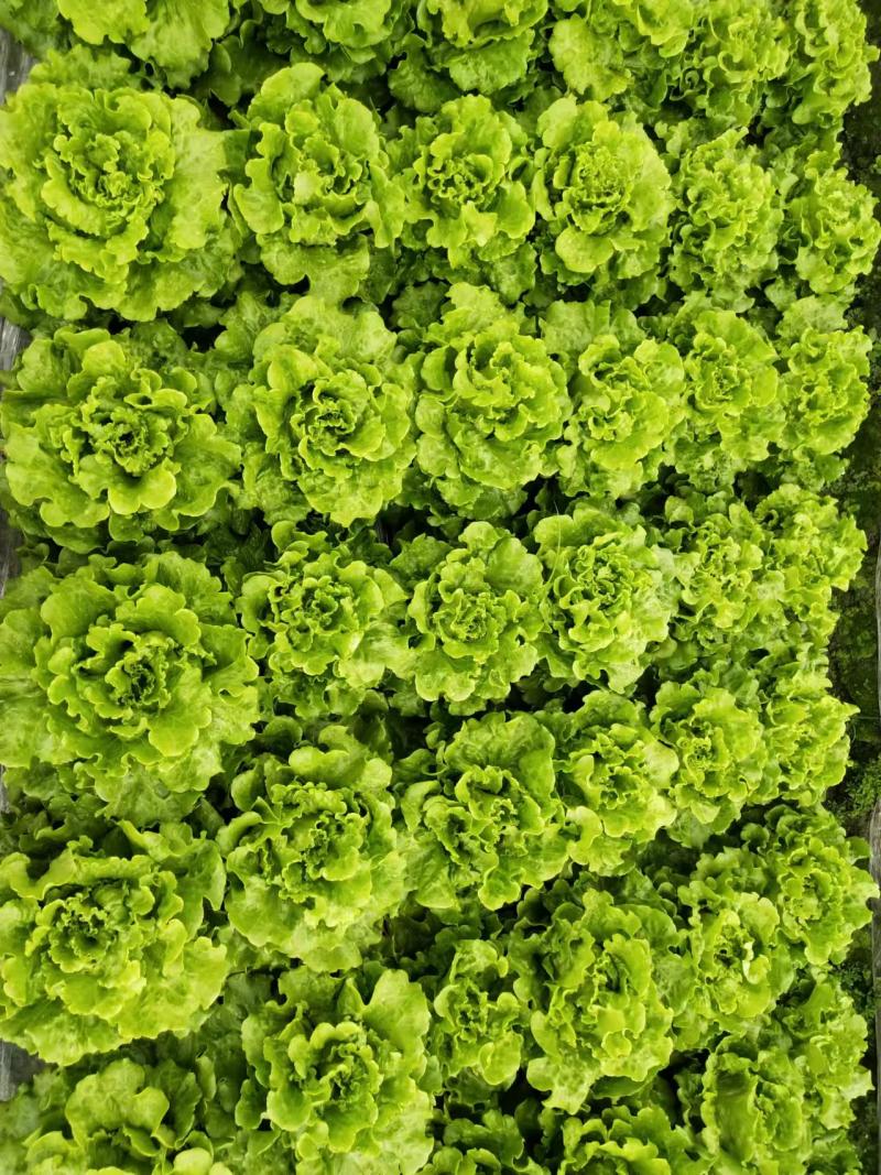 四川本地意大利生菜没黄边！叶子干净！支持全国各地发货！