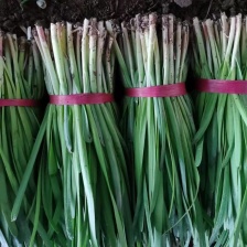 韭菜二刀韭菜根粗叶绿保质保量，一手货源，货真价实