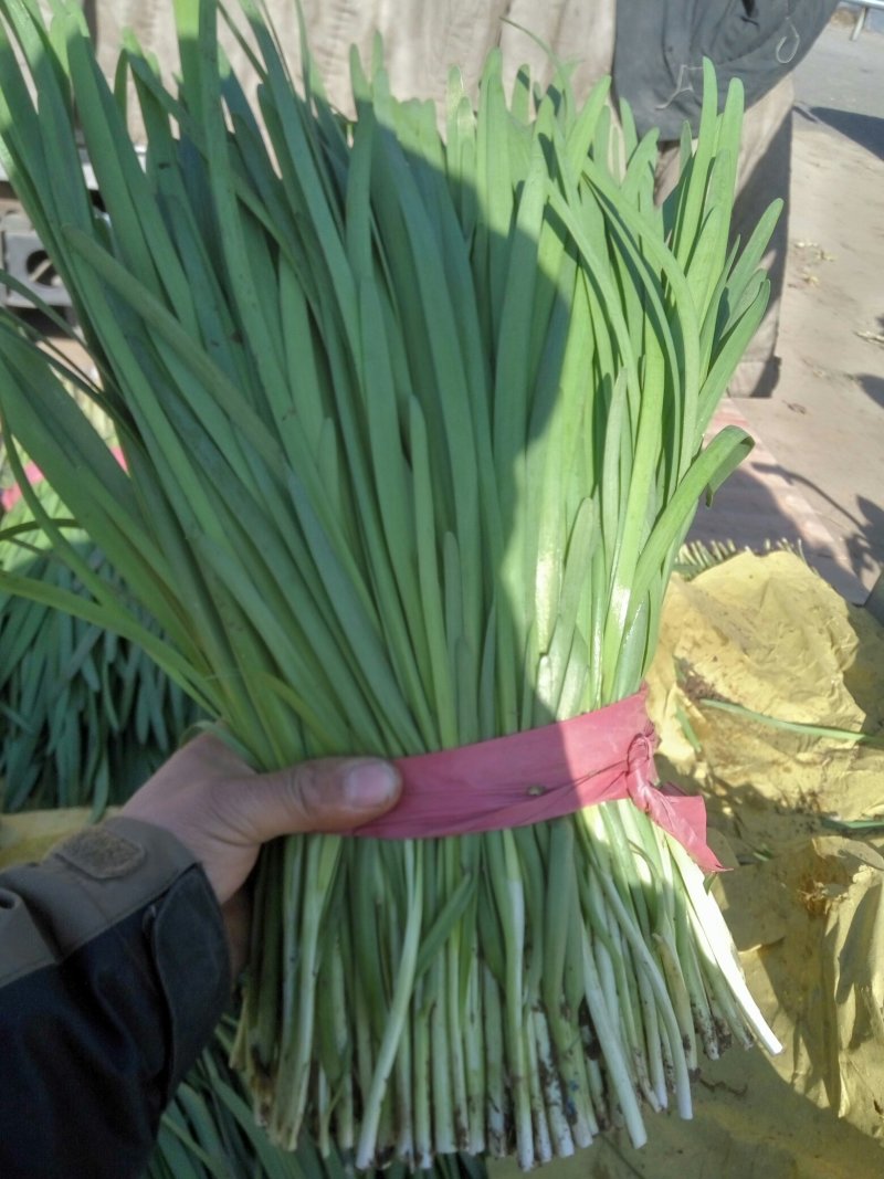 乐亭万亩科学管理打造农药残留比例超低的二茬棚里韭菜