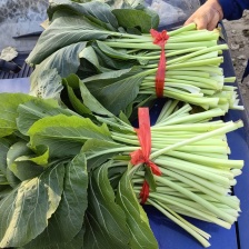 毛菜青梗菜白菜