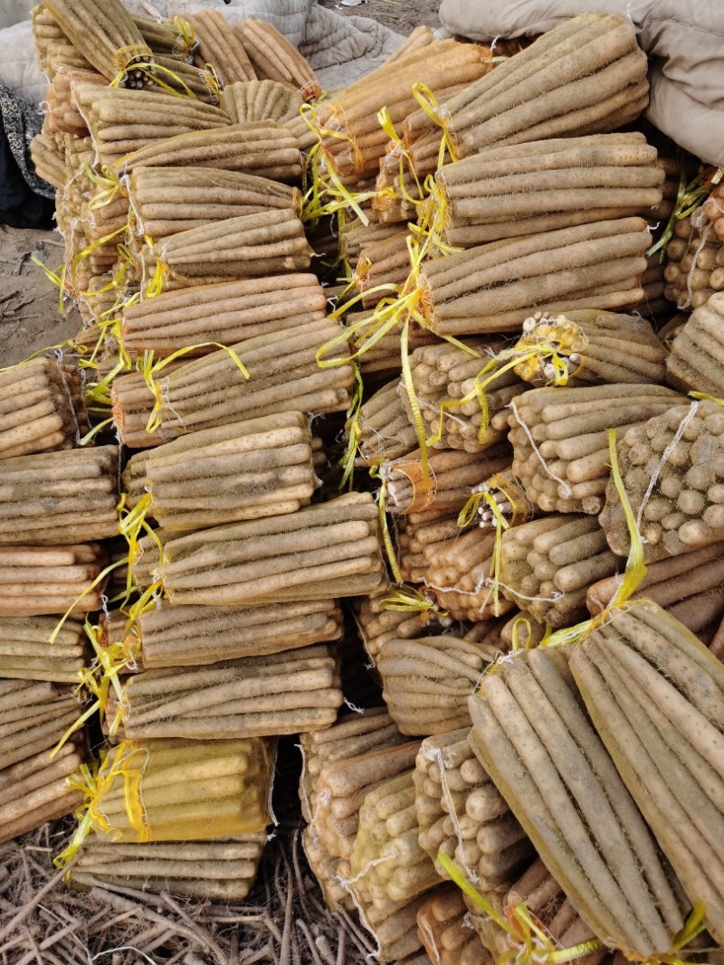 铁棍山药，紫药，双棒山药，麻山药，垆土地铁棍山药