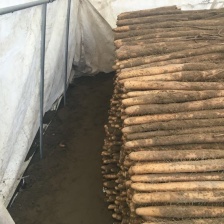 铁棍山药，紫药，双棒山药，麻山药，垆土地铁棍山药