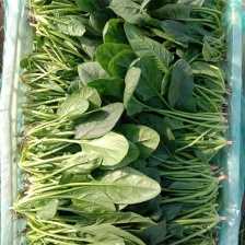 大棚小菠菜大量上市需要的联系价格美丽