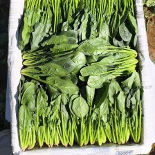 大棚小菠菜大量上市需要的联系价格美丽