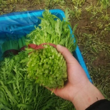茼蒿  基地直供 可视频看菜