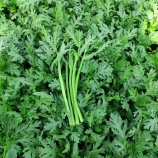 茼蒿  基地直供 可视频看菜