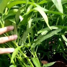 虎门精品空心菜