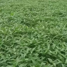 虎门精品空心菜