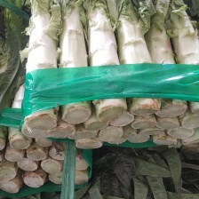 莴笋，红叶莴笋货源充足，产地一手货源，欢迎各位老板来电订